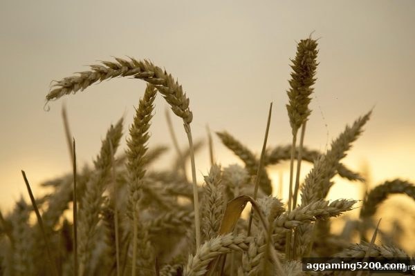 捕鱼王中王深度解读：洗码返佣与签到福利的终极玩法